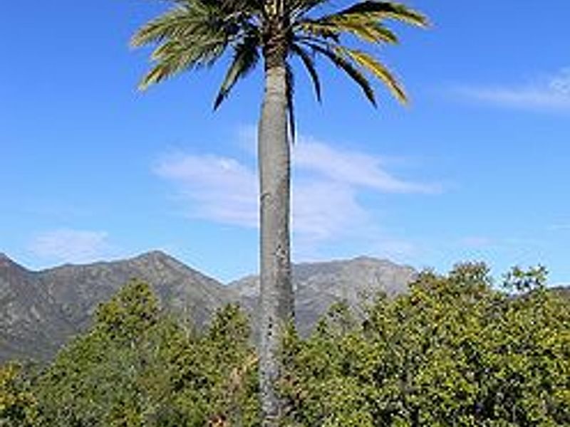 Jubaea Chilensis | Jubaea | Arecaceae