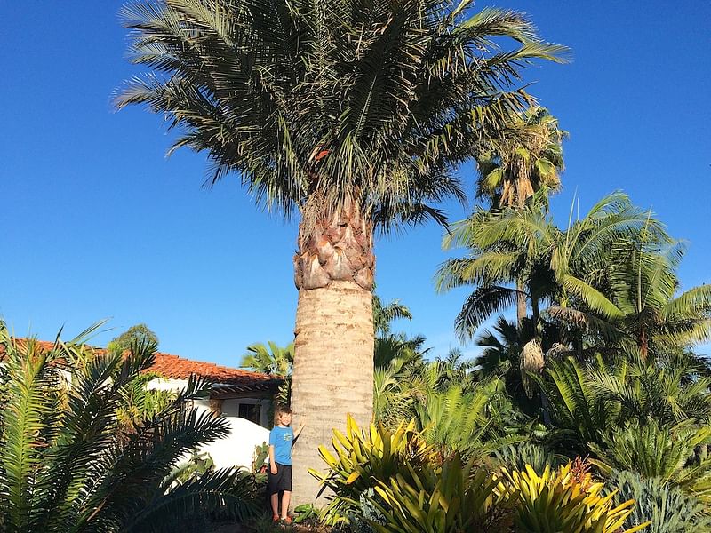 Jubaea Chilensis | Jubaea | Arecaceae