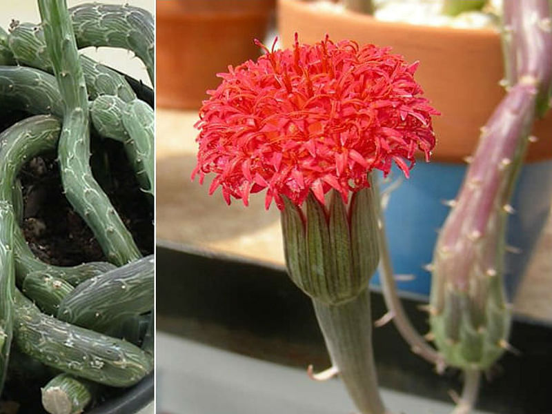Kleinia Pendula | Senecio | Asteraceae
