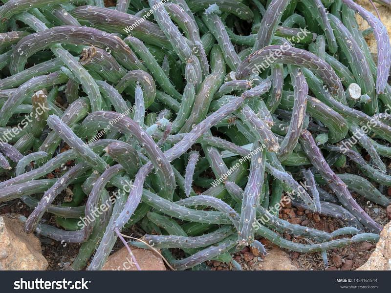 Kleinia Pendula | Senecio | Asteraceae