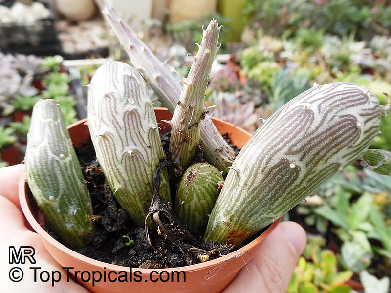 Kleinia Pendula | Senecio | Asteraceae