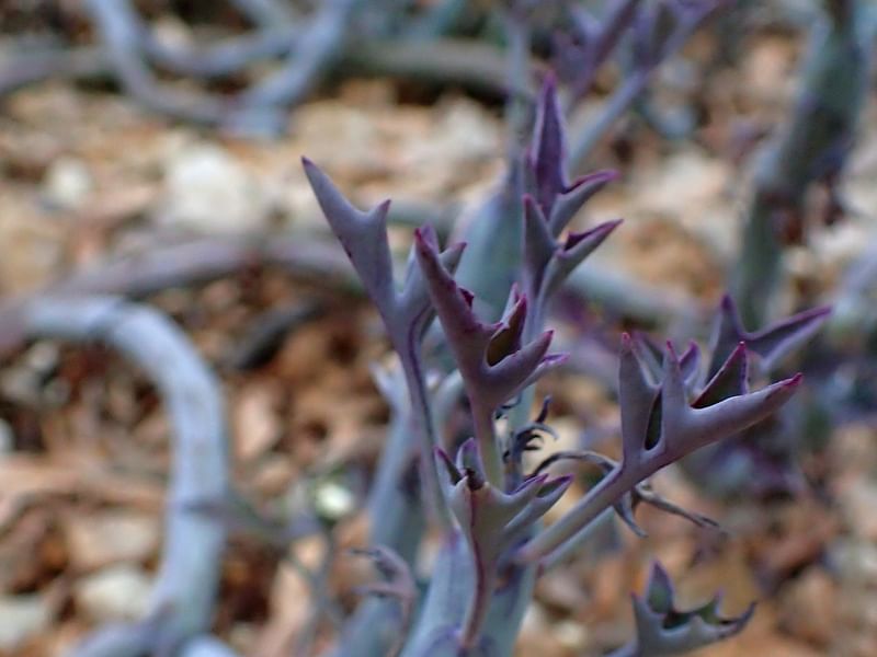 Kleinia Pendula | Senecio | Asteraceae