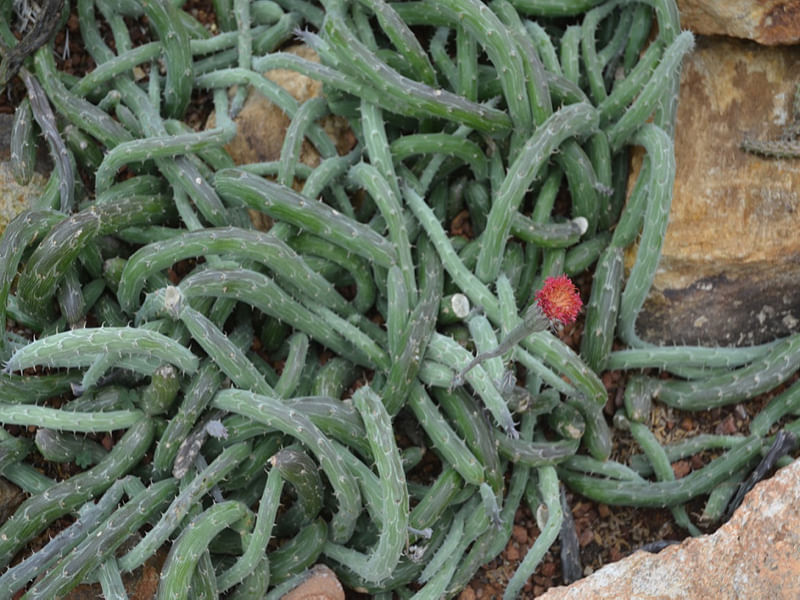 Kleinia Pendula | Senecio | Asteraceae