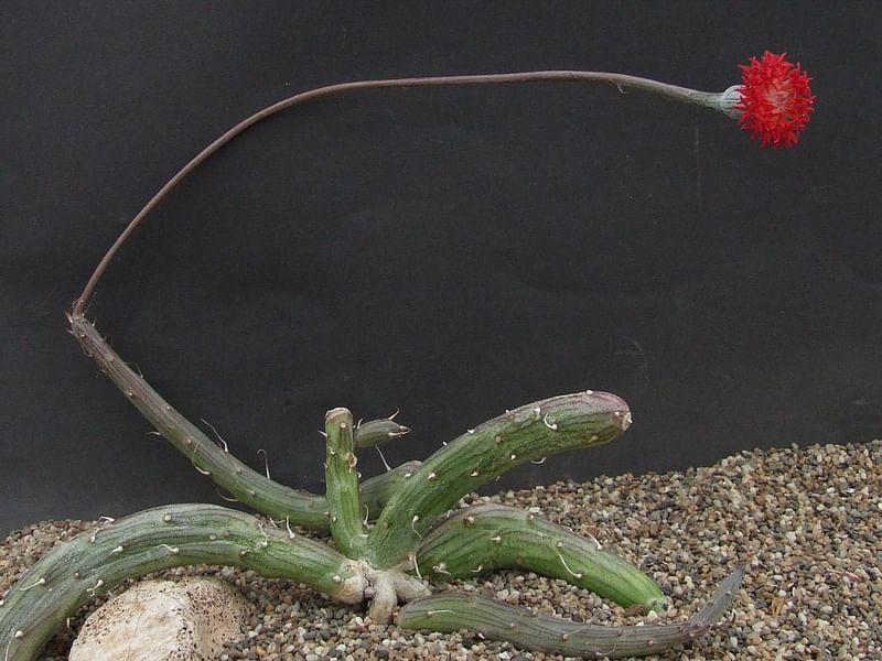 Kleinia Pendula | Senecio | Asteraceae