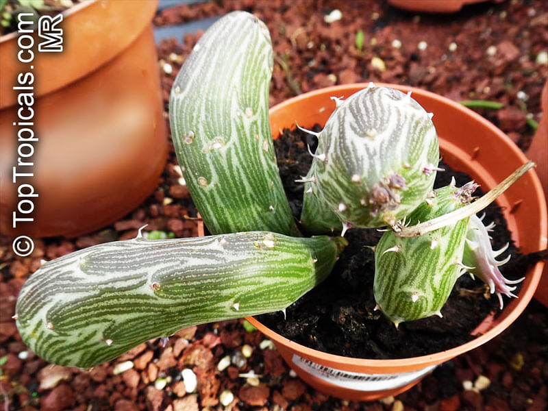 Kleinia Pendula | Senecio | Asteraceae