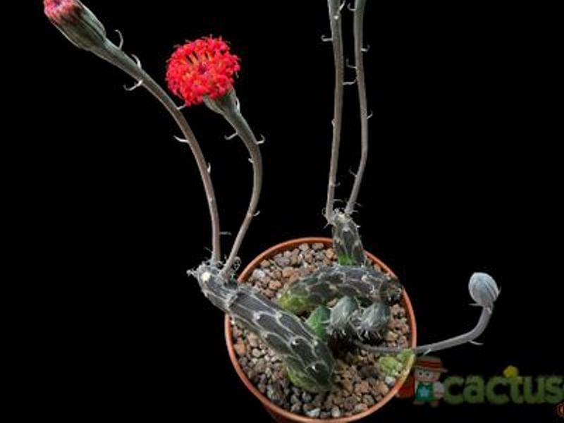 Kleinia Pendula | Senecio | Asteraceae