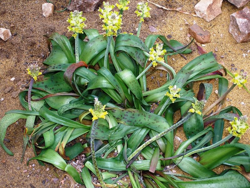 Lachenalia Arbuthnotiae | Lachenalia | Hyacinthaceae