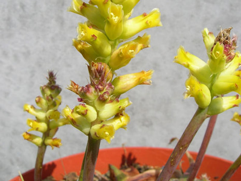 Lachenalia Arbuthnotiae | Lachenalia | Hyacinthaceae