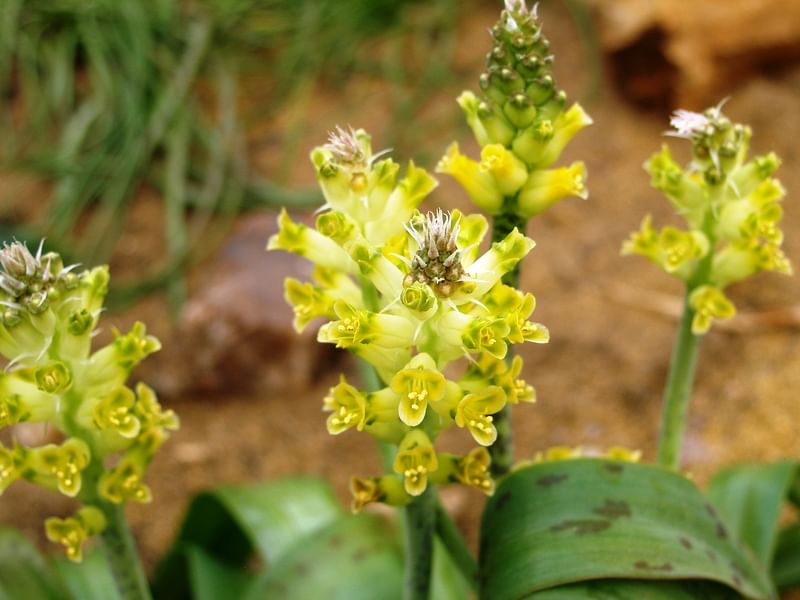 Lachenalia Arbuthnotiae | Lachenalia | Hyacinthaceae
