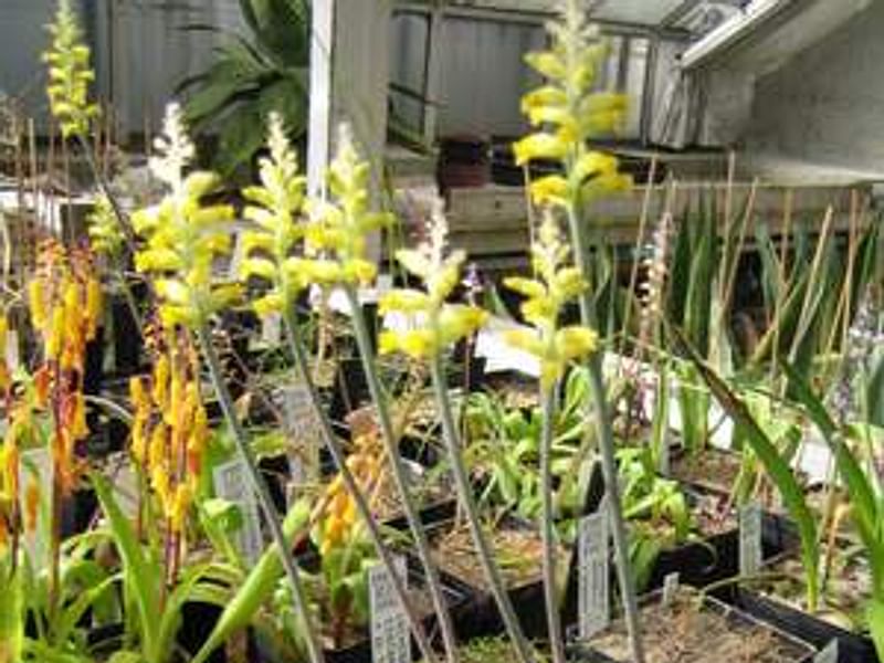 Lachenalia Arbuthnotiae | Lachenalia | Hyacinthaceae