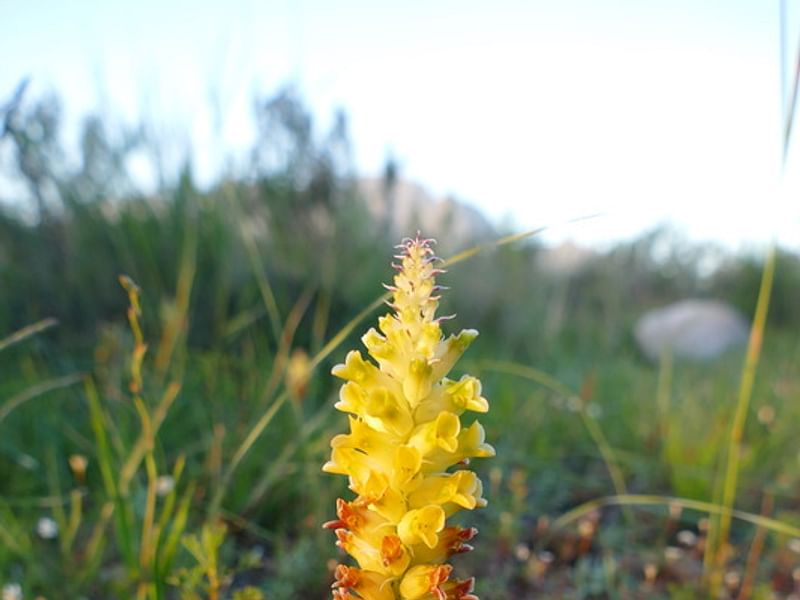Lachenalia Arbuthnotiae | Lachenalia | Hyacinthaceae