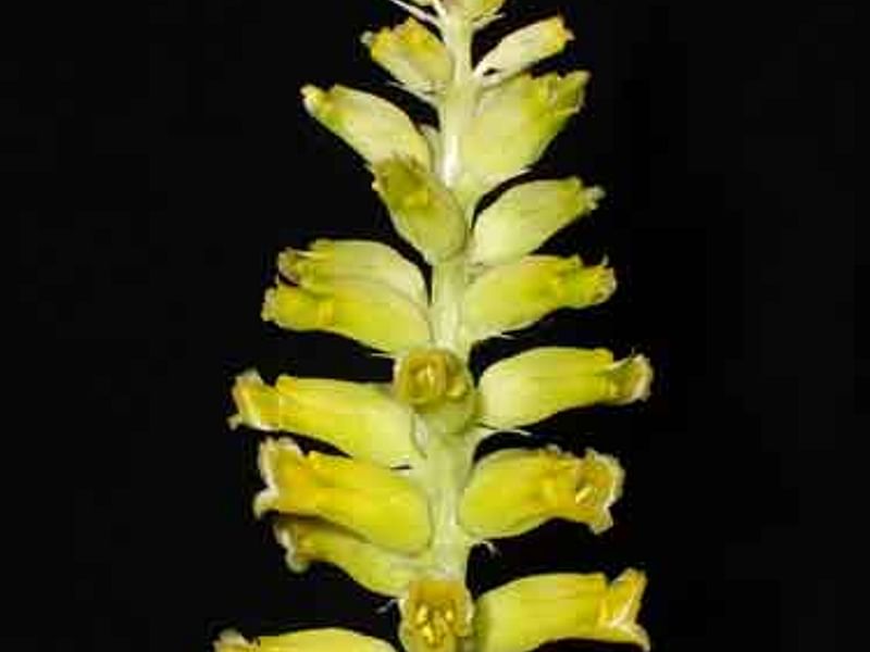 Lachenalia Arbuthnotiae | Lachenalia | Hyacinthaceae