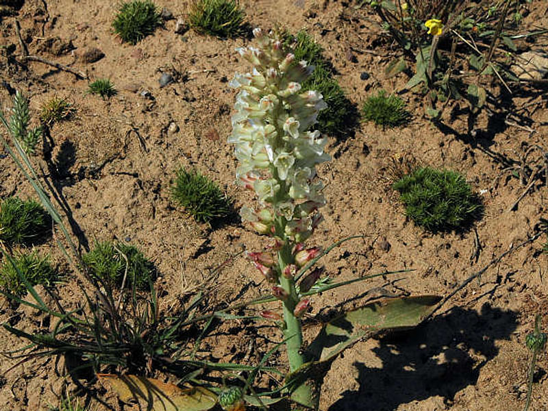 Lachenalia Arbuthnotiae | Lachenalia | Hyacinthaceae
