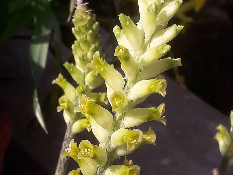 Lachenalia Arbuthnotiae | Lachenalia | Hyacinthaceae