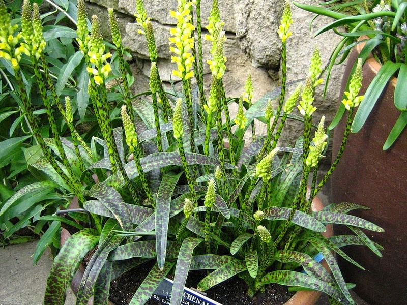 Lachenalia Arbuthnotiae | Lachenalia | Hyacinthaceae