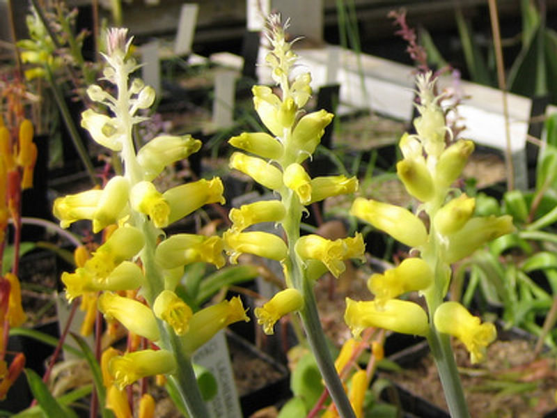 Lachenalia Arbuthnotiae | Lachenalia | Hyacinthaceae