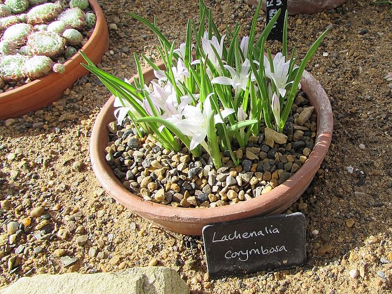 Lachenalia Corymbosa | Lachenalia | Hyacinthaceae