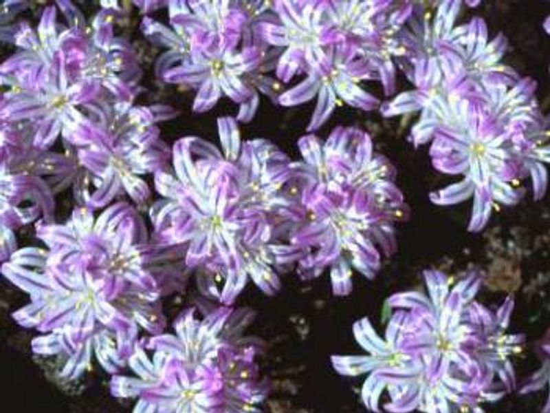 Lachenalia Corymbosa | Lachenalia | Hyacinthaceae