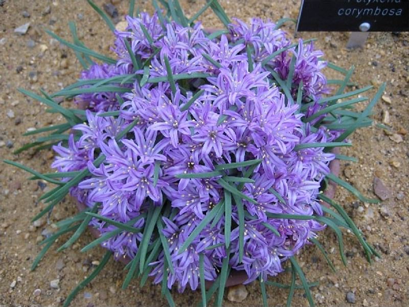 Lachenalia Corymbosa | Lachenalia | Hyacinthaceae