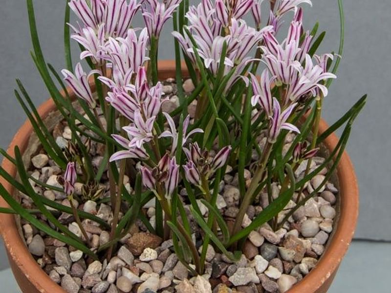 Lachenalia Corymbosa | Lachenalia | Hyacinthaceae