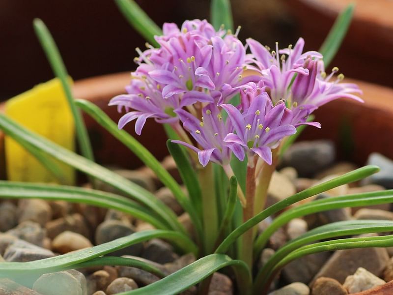 Lachenalia Corymbosa | Lachenalia | Hyacinthaceae