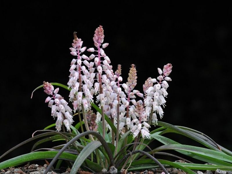 Lachenalia Latimerae | Lachenalia | Hyacinthaceae