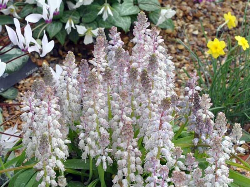 Lachenalia Latimerae | Lachenalia | Hyacinthaceae
