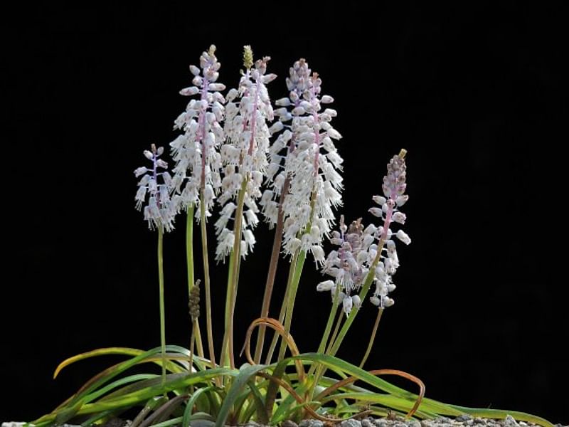 Lachenalia Latimerae | Lachenalia | Hyacinthaceae