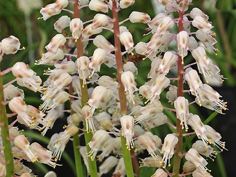 Lachenalia Latimerae | Lachenalia | Hyacinthaceae