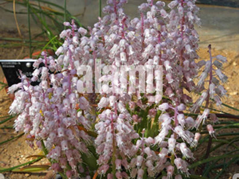Lachenalia Latimerae | Lachenalia | Hyacinthaceae