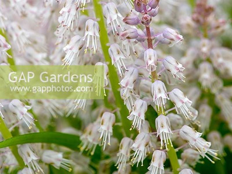 Lachenalia Latimerae | Lachenalia | Hyacinthaceae