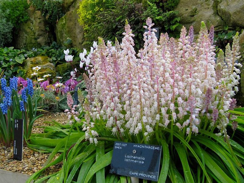 Lachenalia Latimerae | Lachenalia | Hyacinthaceae
