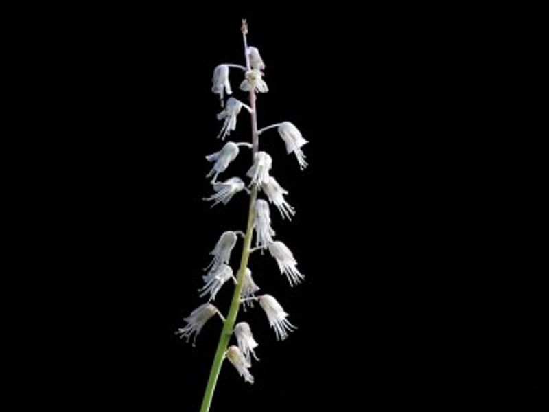 Lachenalia Latimerae | Lachenalia | Hyacinthaceae