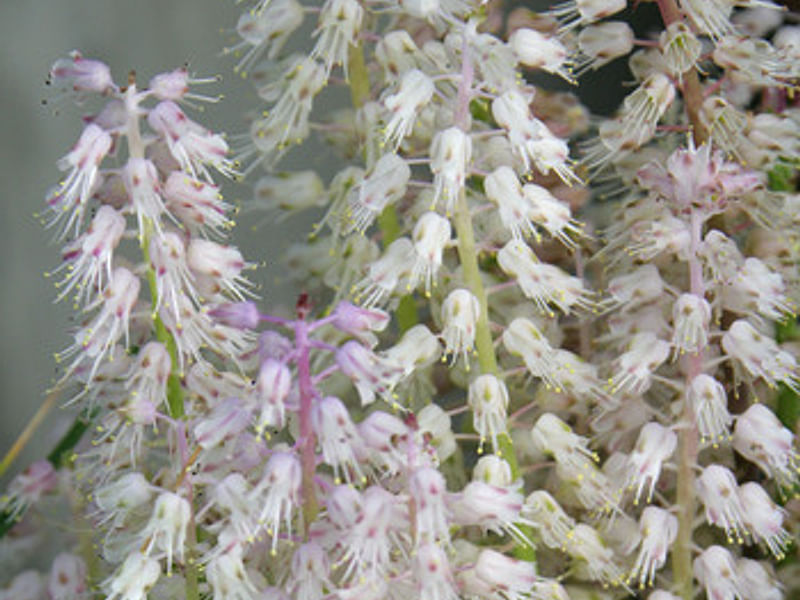 Lachenalia Latimerae | Lachenalia | Hyacinthaceae