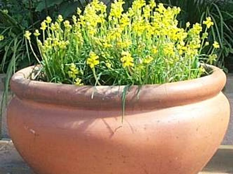 Lachenalia Mathewsii | Lachenalia | Hyacinthaceae
