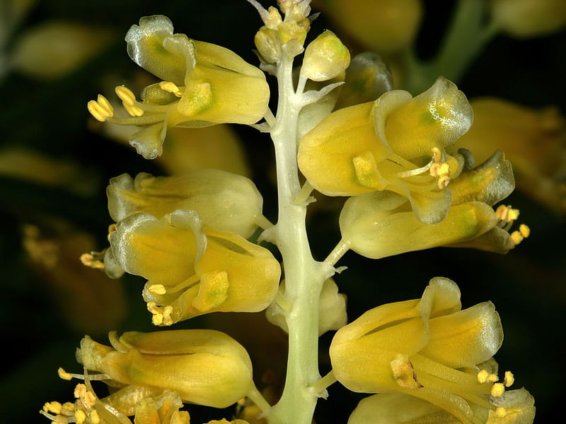 Lachenalia Mathewsii | Lachenalia | Hyacinthaceae