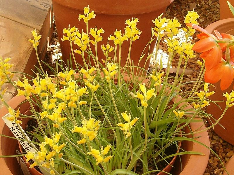 Lachenalia Mathewsii | Lachenalia | Hyacinthaceae