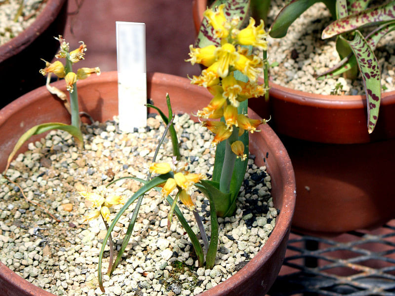 Lachenalia Mathewsii | Lachenalia | Hyacinthaceae