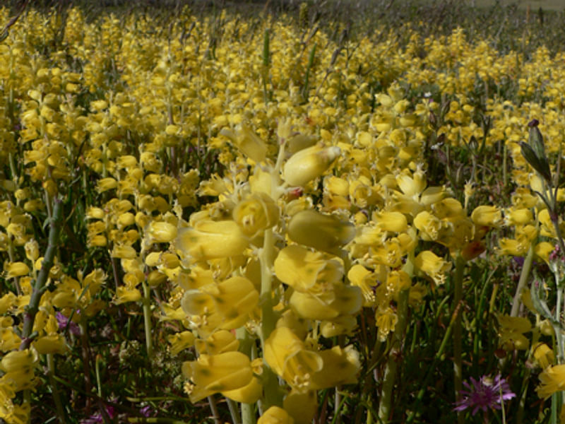 Lachenalia Mathewsii | Lachenalia | Hyacinthaceae