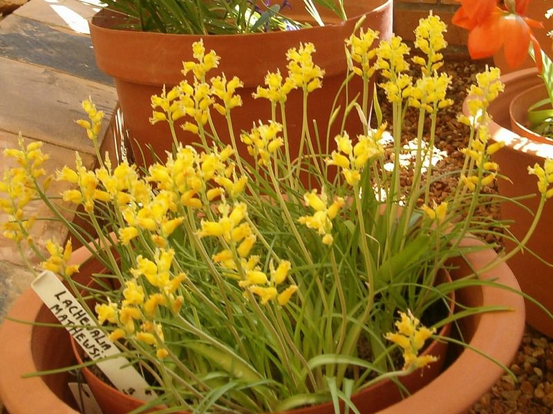 Lachenalia Mathewsii | Lachenalia | Hyacinthaceae