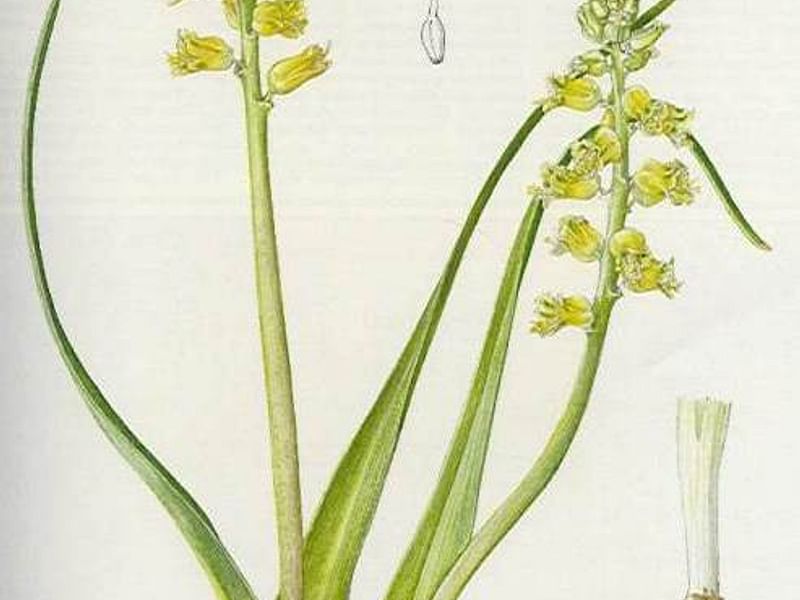 Lachenalia Mathewsii | Lachenalia | Hyacinthaceae
