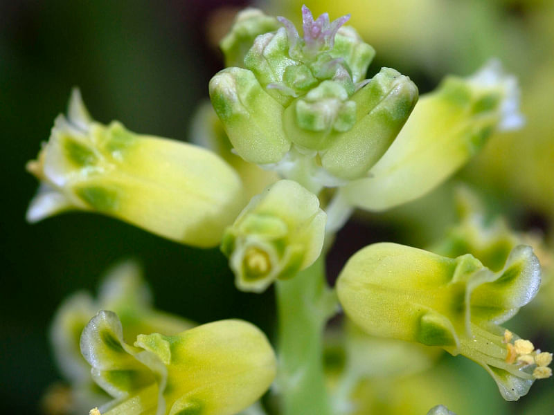 Lachenalia Mathewsii | Lachenalia | Hyacinthaceae