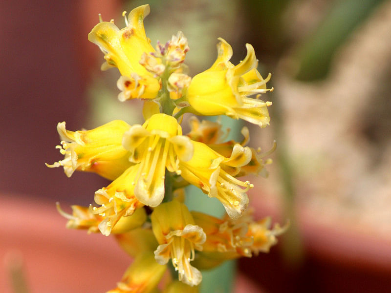 Lachenalia Mathewsii | Lachenalia | Hyacinthaceae