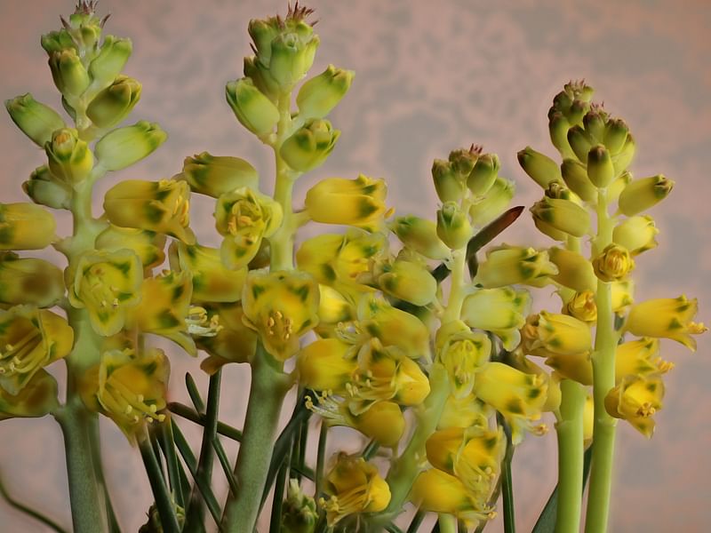 Lachenalia Mathewsii | Lachenalia | Hyacinthaceae