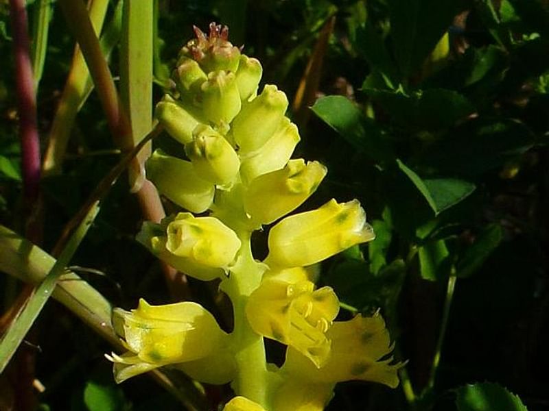 Lachenalia Mathewsii | Lachenalia | Hyacinthaceae