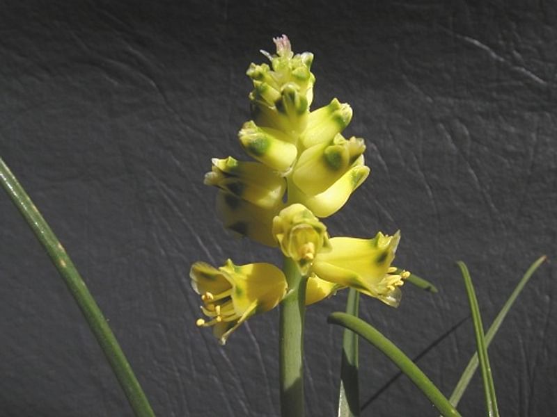 Lachenalia Mathewsii | Lachenalia | Hyacinthaceae