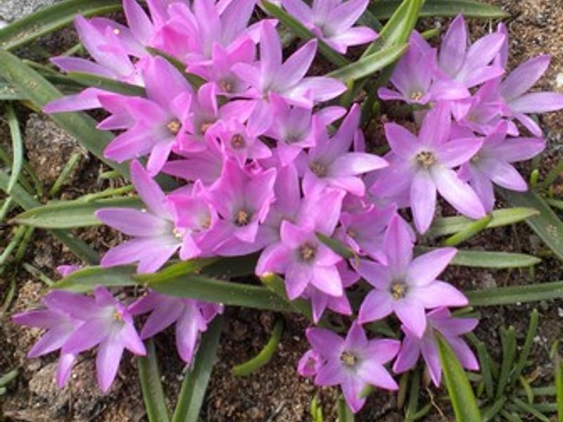Lachenalia Paucifolia | Lachenalia | Hyacinthaceae