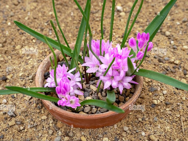 Lachenalia Paucifolia | Lachenalia | Hyacinthaceae