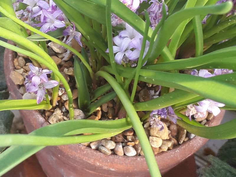 Lachenalia Paucifolia | Lachenalia | Hyacinthaceae