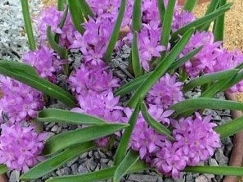 Lachenalia Paucifolia | Lachenalia | Hyacinthaceae